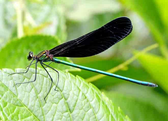昆虫図鑑・ハグロトンボ